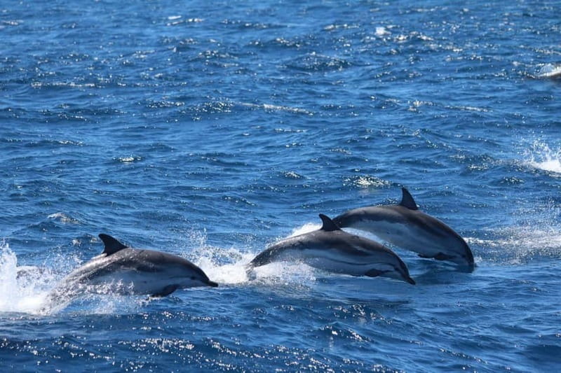 Giardini Naxos: Dolphin Catamaran Sunset Tour with Aperetif - Safety and sea conditions: the part you should take seriously