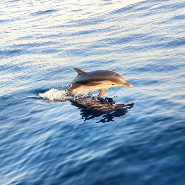 Giardini Naxos: Sunset Dolphin Watching Cruise with Aperitif - Aperitif at golden hour: Prosecco and Sicilian bite-size food