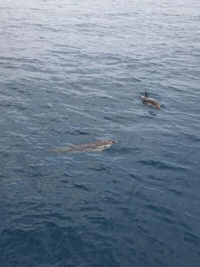 Giardini Naxos Taormina: Dolphin Watching Sunset Tour - Isola Bella and Taormina coastline: the value of seeing it after the crowds