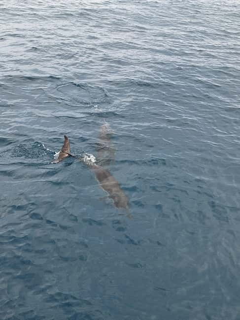 Giardini Naxos Taormina: Dolphin Watching Sunset Tour - The dolphin search run: how the crew improves your odds