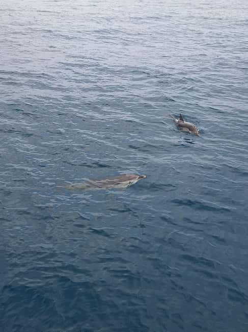 Giardini Naxos Taormina: Dolphin Watching Sunset Tour - Isola Bella and Taormina coastline: the value of seeing it after the crowds