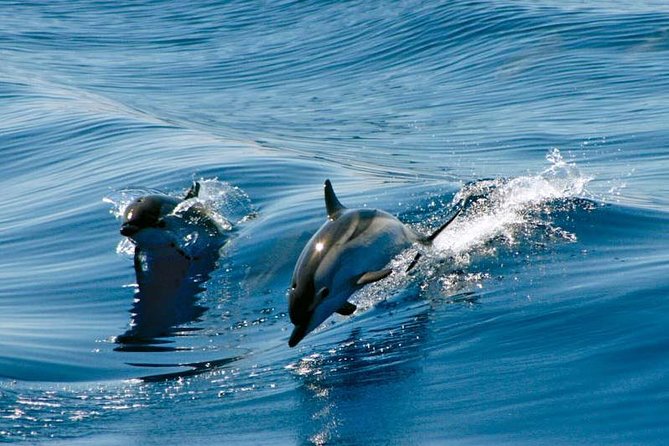 Gibraltar Dolphin Adventure - Key Highlights at a Glance