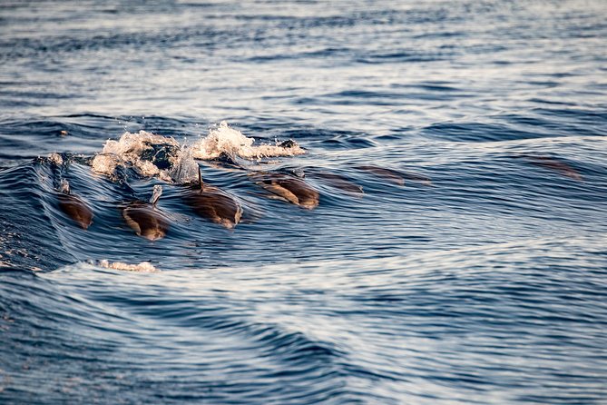 Gibraltar Dolphin Adventure - Out to Sea for Dolphins: What the 1-Hour Boat Time Really Delivers
