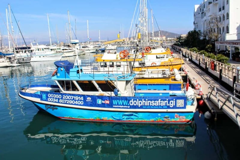 Gibraltar: Dolphin Watching Boat Tour - Dolphin Safari Gibraltar: what you’re really buying