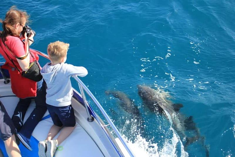 Gibraltar: Dolphin Watching Boat Tour - Dolphins up close: what you’ll likely notice first