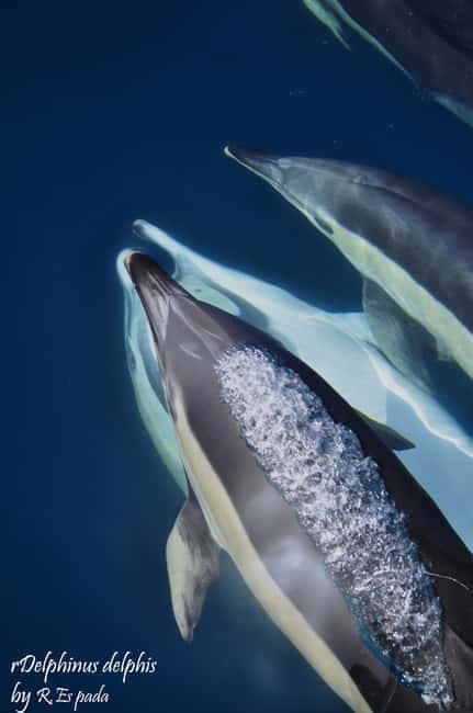 Gibraltar: Dolphin Watching Tour - Key highlights worth planning around