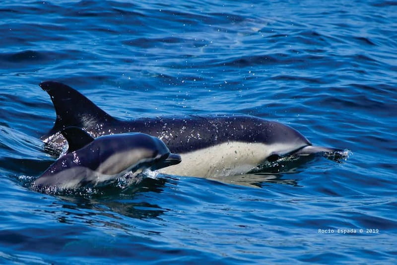 Gibraltar: Dolphin Watching Tour - Why Gibraltar’s Strait is built for dolphin watching
