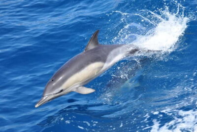 Gibraltar: Dolphin Watching Tour - Boarding the Dolphin Adventurer at Marina Bay (Ocean Village)