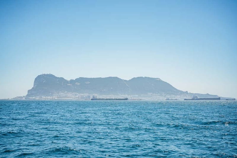 Gibraltar: Dolphin Watching Tour - Which dolphins you’re likely to spot: common, striped, bottlenose