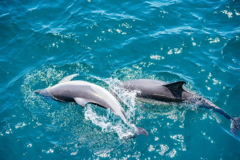 Gibraltar: Dolphin Watching Tour - Guides onboard: the live commentary that turns sightings into learning
