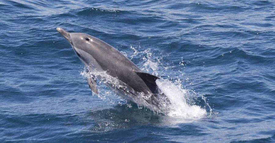 Gibraltar Dolphins Watching Day Trip from Seville - Key things to know before you go