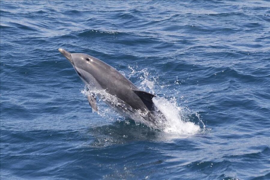 Gibraltar Dolphins Watching Day Trip from Seville - The boat cruise: about two hours chasing dolphins