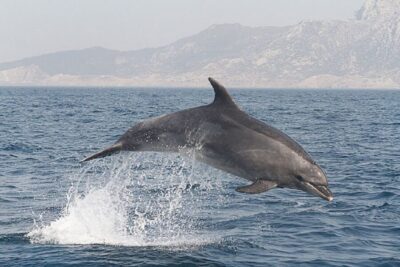 Gibraltar Dolphins Watching Day Trip from Seville - Getting from Seville to Gibraltar (and how long the day really is)