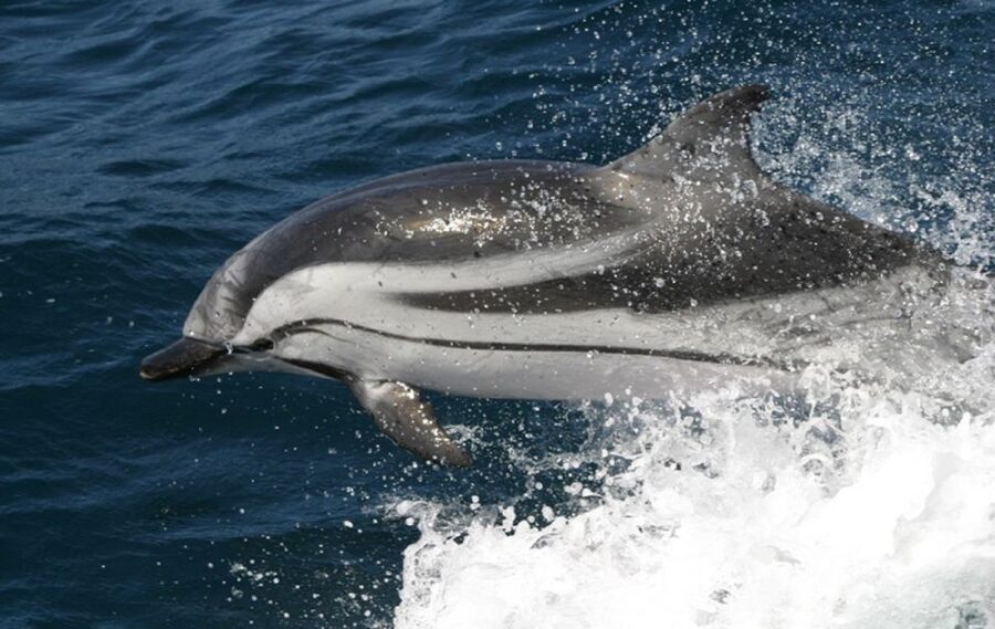 Gibraltar Dolphins Watching Day Trip from Seville - Gibraltar City time: what you do after the dolphins