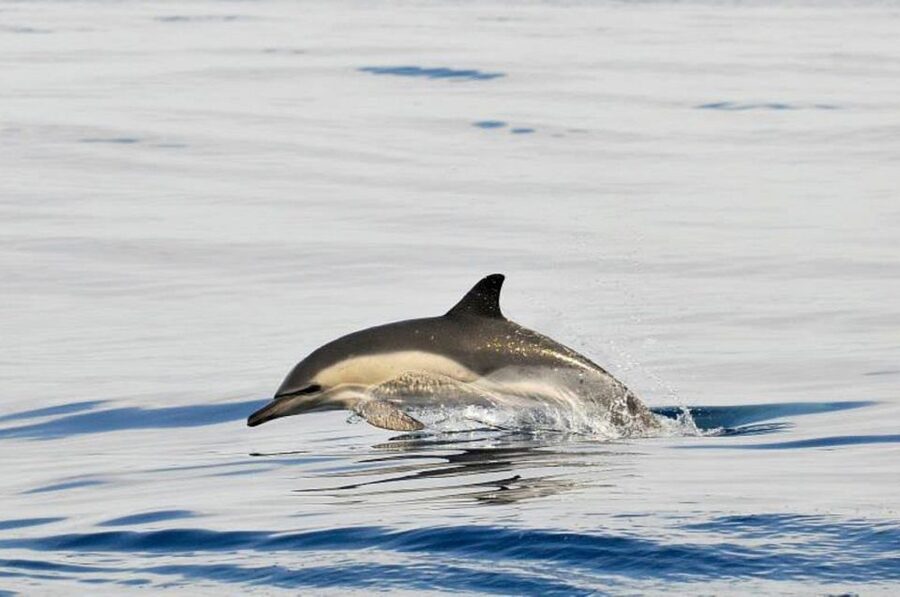 Gibraltar Dolphins Watching Day Trip from Seville - Price and value: what $128 buys you