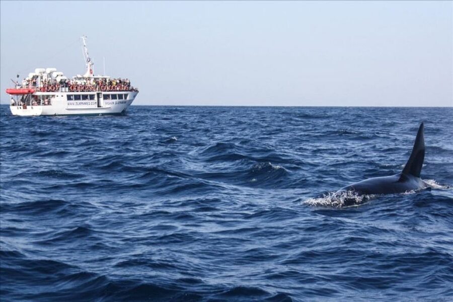 Gibraltar Dolphins Watching Day Trip from Seville - Guide style and group timing: the part to watch
