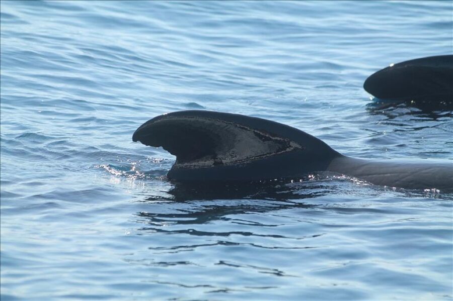 Gibraltar Dolphins Watching Day Trip from Seville - What to bring (so the day stays comfortable)