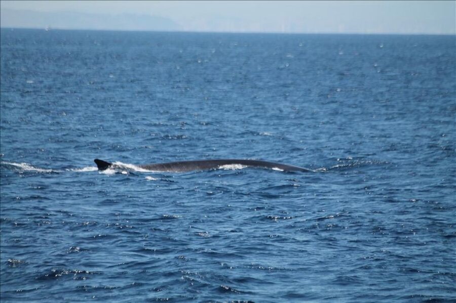 Gibraltar Dolphins Watching Day Trip from Seville - Who this dolphin cruise is best for