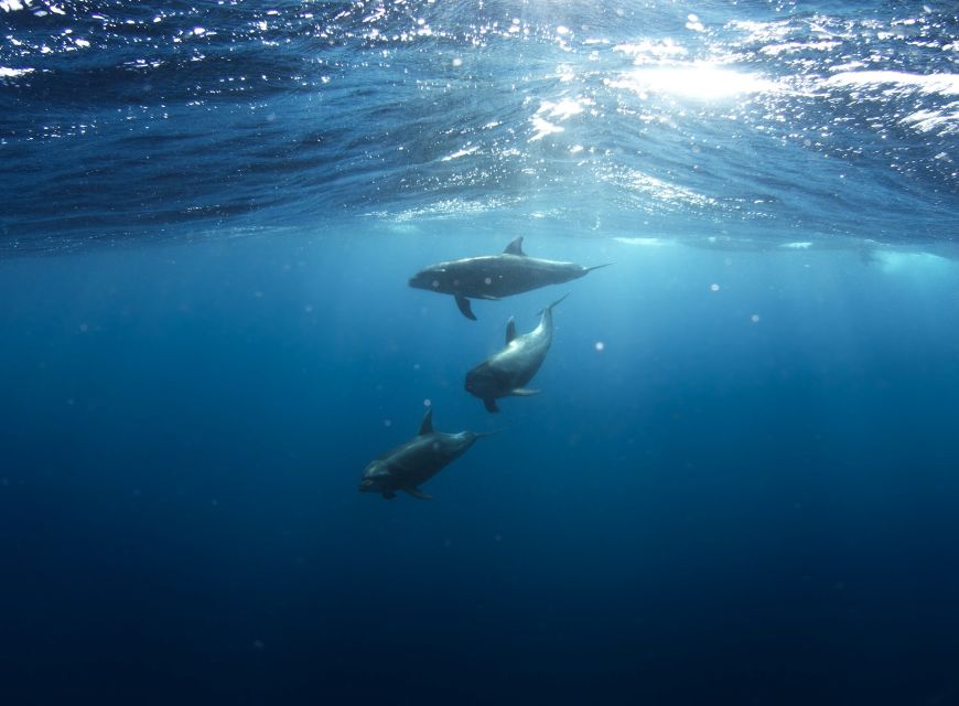 Golfo Aranci: Dolphin Watching and Snorkeling Boat Tour - Key things worth knowing before you go