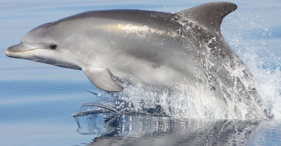 Golfo Aranci: Eco-Friendly Dolphin Watching Boat Trip - Why Figarolo Island dolphins feel different than a quick tour