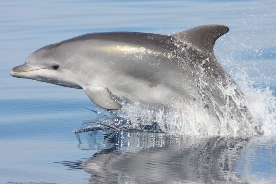 Golfo Aranci: Eco-Friendly Dolphin Watching Boat Trip - The 90-minute plan: Golfo Aranci to Figarolo and the dolphin search