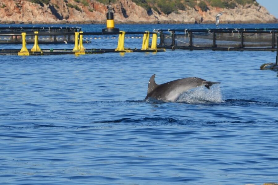 Golfo Aranci: Eco-Friendly Dolphin Watching Boat Trip - The guide onboard: learning without turning it into a lecture