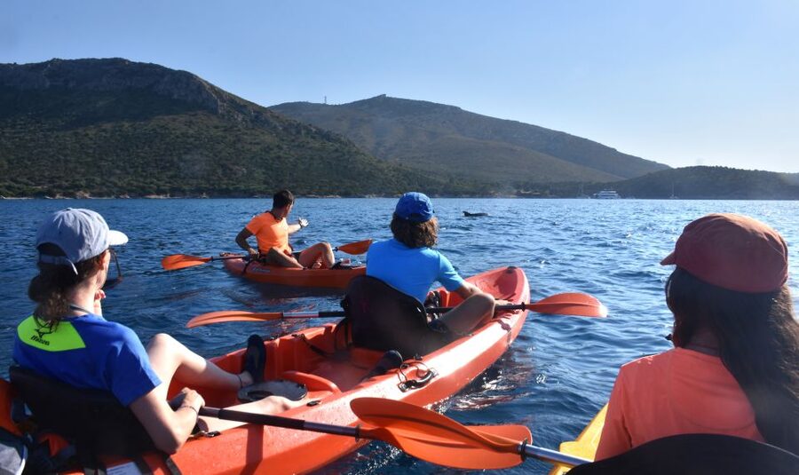 Golfo Aranci: Kayak Tour with Dolphins and Aperitif - Price and Value at About $53 Per Person