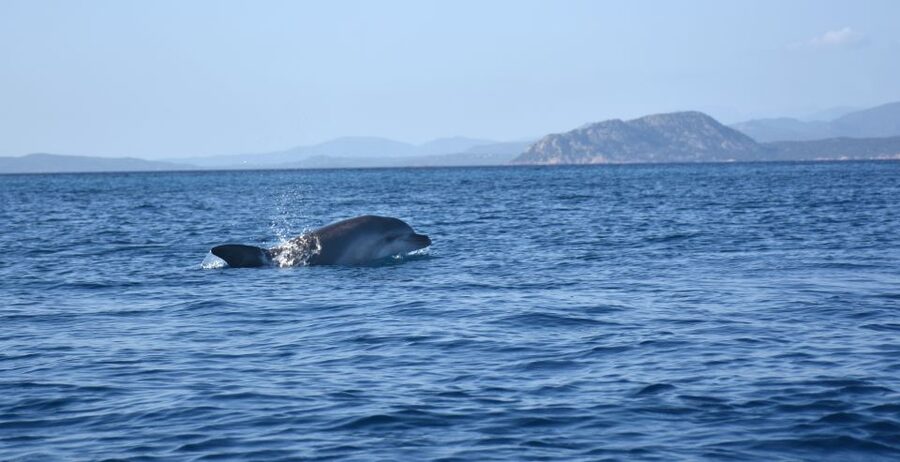 Golfo Aranci: Kayak Tour with Dolphins and Aperitif - Who This Tour Fits Best in Your Sardinia Plan
