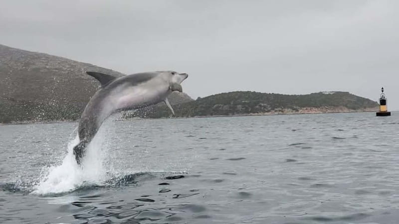 Golfo Aranci:Small group, german guided Kayak tour&Dolphins - Morning tour vs sunset tour: food, light, and feel