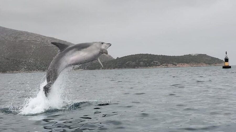 Golfo Aranci: Small group Kayak tour with Aperitif &dolphins - Cala Moresca Stop: Swim, Snorkel, and That Clear-Water Feeling