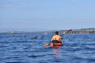 Golfo Aranci: Sunrise Dolphin Kayak Tour with Breakfast - From shore to kayak: the lesson that sets you up fast