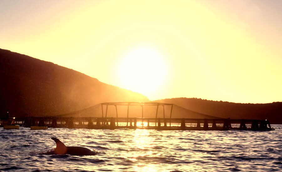 Golfo Aranci: Sunrise Dolphin Kayak Tour with Breakfast - Dolphin chances: how the tour actually improves your odds