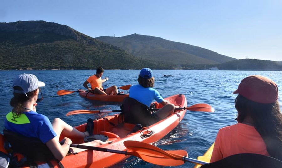 Golfo Aranci: Sunrise Dolphin Kayak Tour with Breakfast - Snorkeling with included masks: what to expect underwater