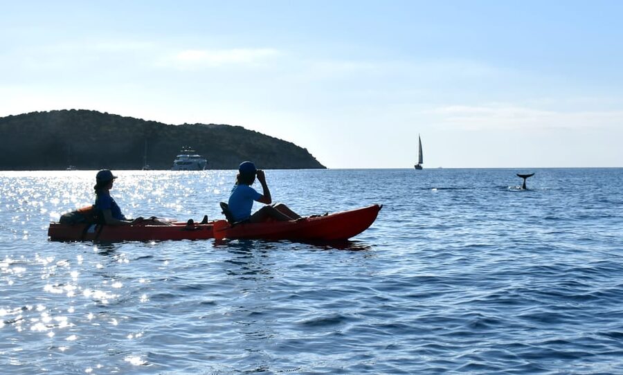 Golfo Aranci: Sunrise Dolphin Kayak Tour with Breakfast - Breakfast on a deserted island: food that feels earned