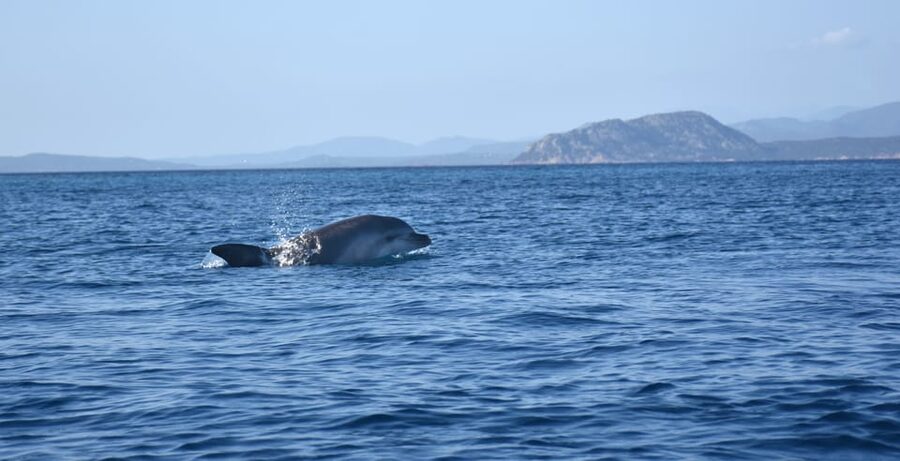 Golfo Aranci: Sunrise Dolphin Kayak Tour with Breakfast - Price and value: is $71 worth it for 2.5 hours?