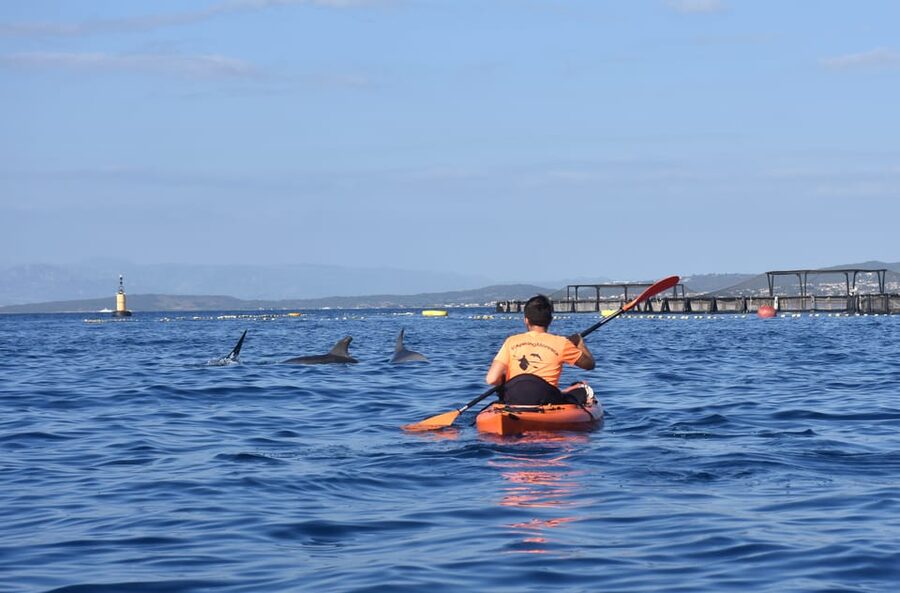 Golfo Aranci: Sunrise Dolphin Kayak Tour with Breakfast - From shore to kayak: the lesson that sets you up fast