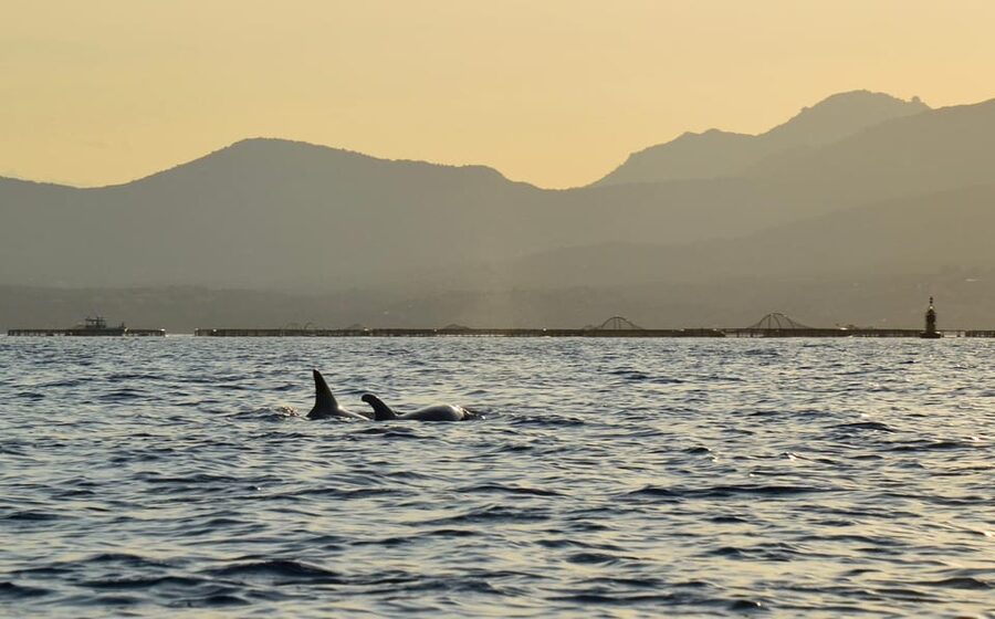 Golfo Aranci: Sunset Dolphin Kayak Tour with Aperitif - Sardinian aperitif on the water: local food, simple pleasure