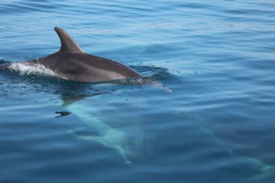 Golfo Aranci: Sup with dolphins, aperitif & photo shoot - Getting there: meeting at Baracconi Beach and parking reality