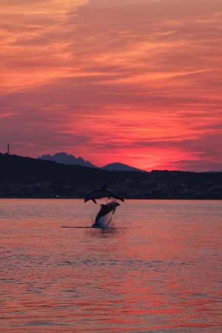 Golfo Aranci: Sup with dolphins, aperitif & photo shoot - Dolphin watching: your best odds come from stillness