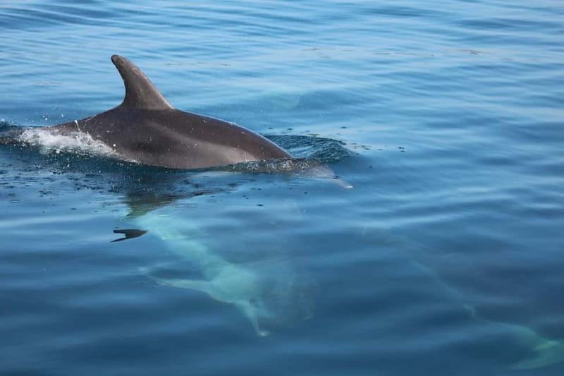 Golfo Aranci: Sup with dolphins, aperitif & photo shoot - Getting there: meeting at Baracconi Beach and parking reality