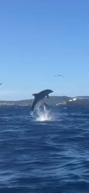 Golfo Aranci tour SUP Paddleboard Dolphin watching, aperitif - Golfo Aranci and Figarolo: why this route makes dolphin watching more likely