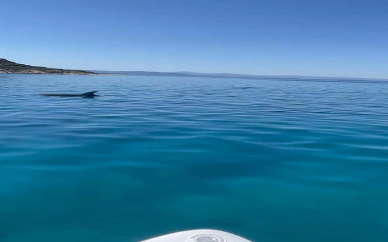 Golfo Aranci tour SUP Paddleboard Dolphin watching, aperitif - Cala Moresca paddle and swim: clear water, photo moments, and a chance to reset