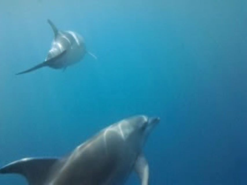 Golfo Aranci tour SUP Paddleboard Dolphin watching, aperitif - Gear and comfort: what to bring for SUP, snorkeling, and long sun time