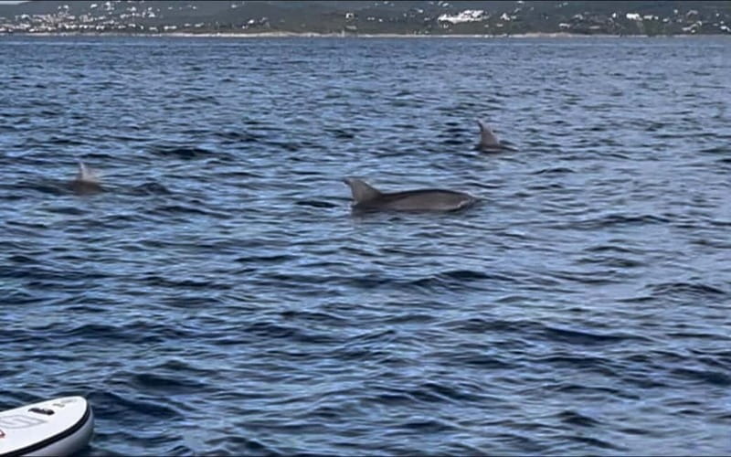 Golfo Aranci tour SUP Paddleboard Dolphin watching, aperitif - Who this SUP dolphin tour suits best (and who should skip it)