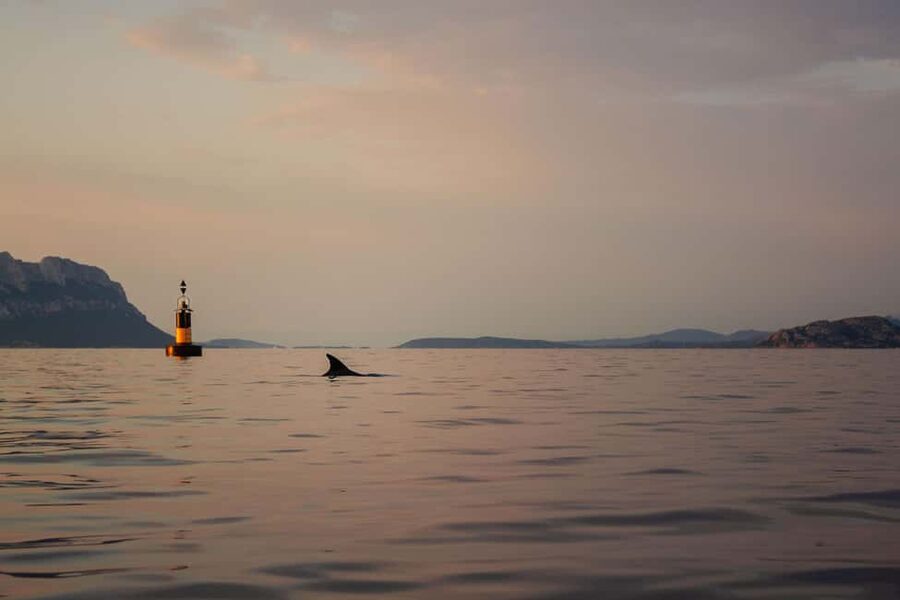 Golfo Aranci: traditional or transparent kayaks, dolphins, and aperitifs - Transparent vs Traditional Kayaks: Choose Your Vibe