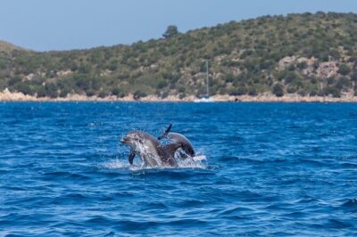 Golfo di Olbia and Dolphins Island Private Boat Tour - Where you start: MOYS in Olbia (and how pickup works)