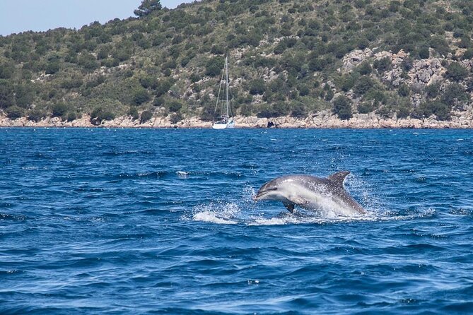 Golfo di Olbia and Dolphins Island Private Boat Tour - The dolphin factor: you might see them, and it’s worth believing