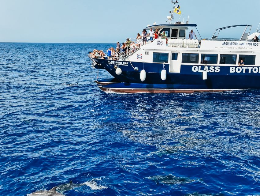 Gran Canaria: Catamaran Dolphin Watch Cruise with Snorkeling - Key things that make this cruise worth your time