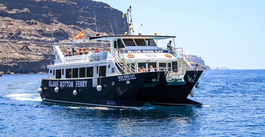 Gran Canaria: Catamaran Dolphin Watch Cruise with Snorkeling - The “search time” reality: dolphins and whales are the star, but not guaranteed