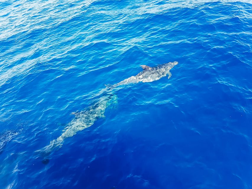 Gran Canaria: Catamaran Dolphin Watch Cruise with Snorkeling - Included vs extra costs: getting real value for about $44
